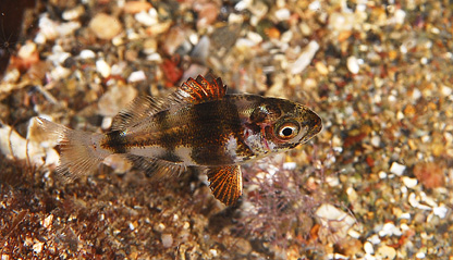 Avannotto: juvenile Diplodus puntazzo